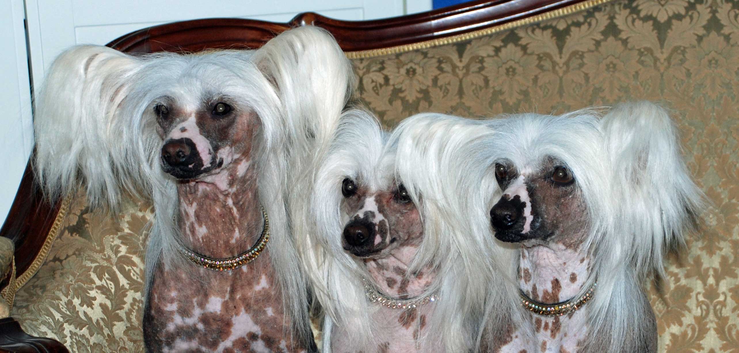 Chinese crested sale kennel