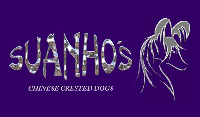Suanho's Chinese Crested Dogs